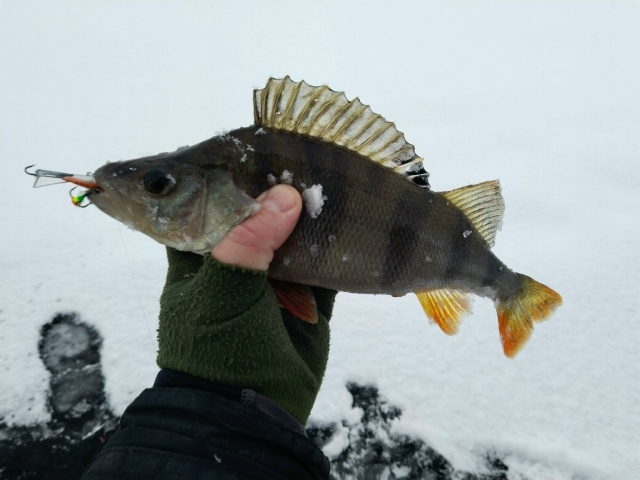 Сезон ловли со льда открыт. Черноземье, пруд. Ловля ведётся по руслу небольшого извилистого ручья. Глубина — 5–6 метров. По классике: на блесну — мельче, на балансир — покрупнее.
