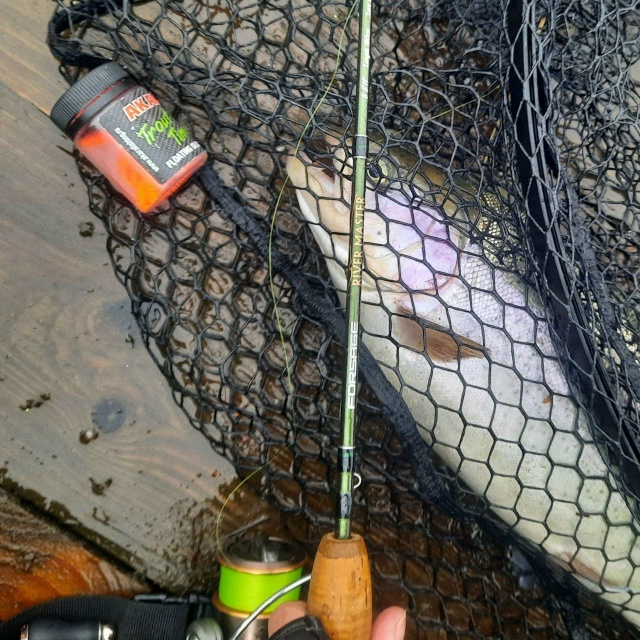 Силиконовые приманки Akara Trout Rex