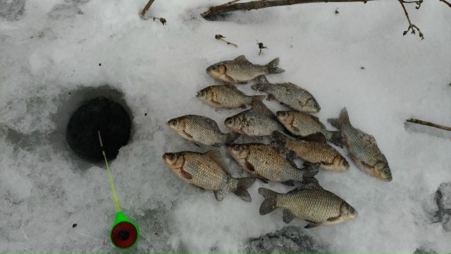 Зимние карасики прекрасны!