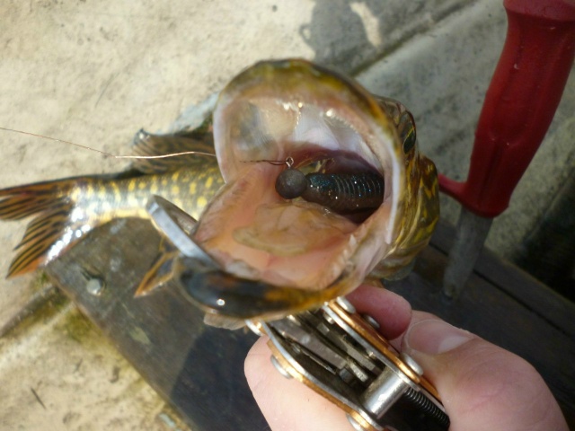 Скидка 5% по промокоду 777 на все силиконовые приманки Keitech <a href=https://lovisnami.ru/category/silikonovye-primanki-keitech-yaponiya-2150?utm_source=vk-news&utm_medium=post&utm_campaign=vk-news-wall>Силиконовые приманки Keitech - РыбачОК</a> 