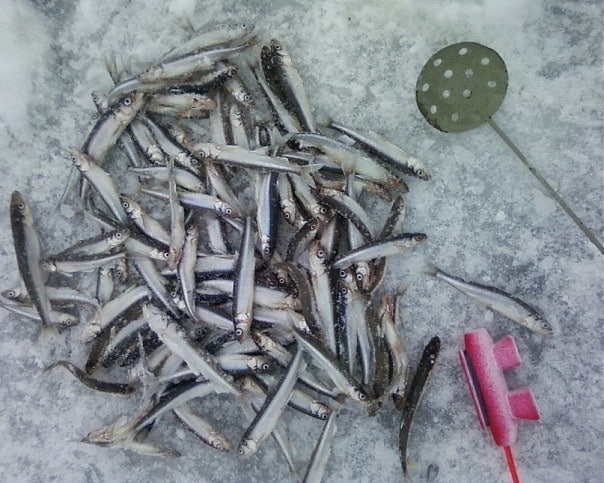 Корюшка поклёвывает чуть по чуть.