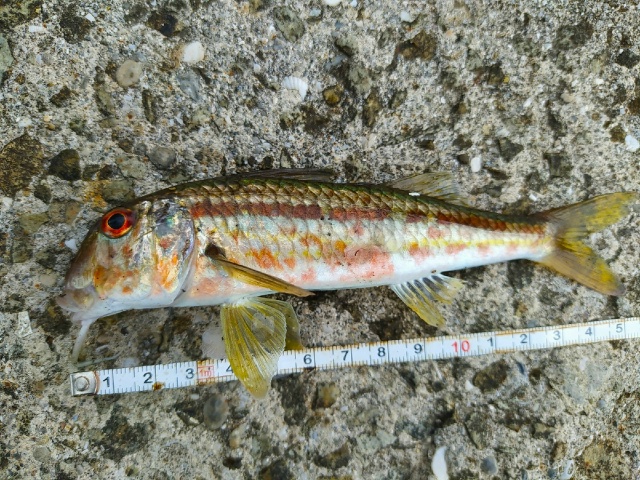 Спиннинги Forsage Nitro Travel со скидкой 20% по промокоду 777