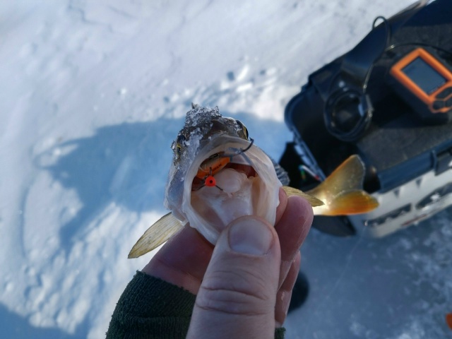 Очень бодрые речные окуни. Все поклёвки очень жадные, удочка из рук чуть ли не выскакивает. Балансир частенько был в шахте! 