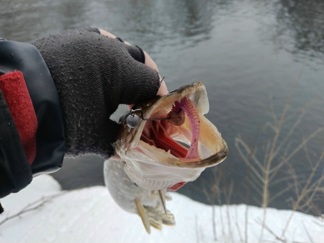 Первые спиннинговые рыбки. Шнурки активны. Крупняк пока спит. Снега море, дойти до лучших мест пока не реально.