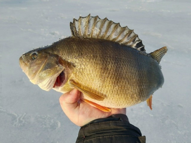 Сезон ловли в дырке закрыт! 