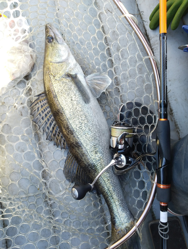 Катушки Daiwa Lexa