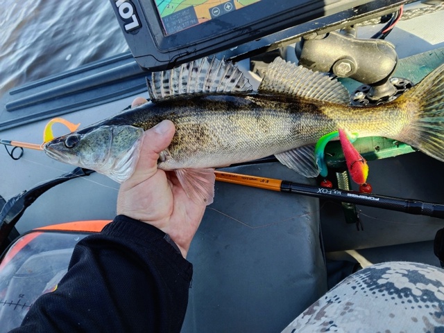 Начало октября. Бабье лето. Активность щуки резко возросла. Клевало жадно, много, и средне крупно. Погода была шикарная. Клевало круто с 14 до 17 часов. Иногда случались дуплеты!!