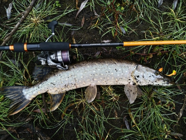 Словил парочку джиговых русловых щук. 1.5 и 3 кг 