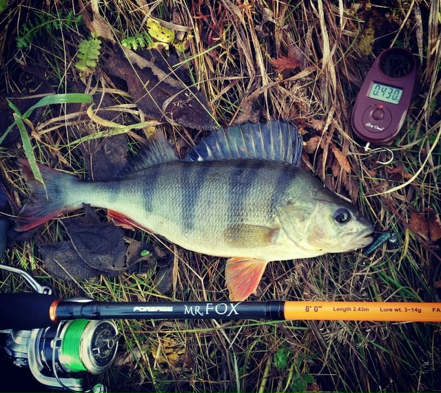 Спиннинги Forsage Mr. Fox со скидкой 30% с 24.11 по 01.12