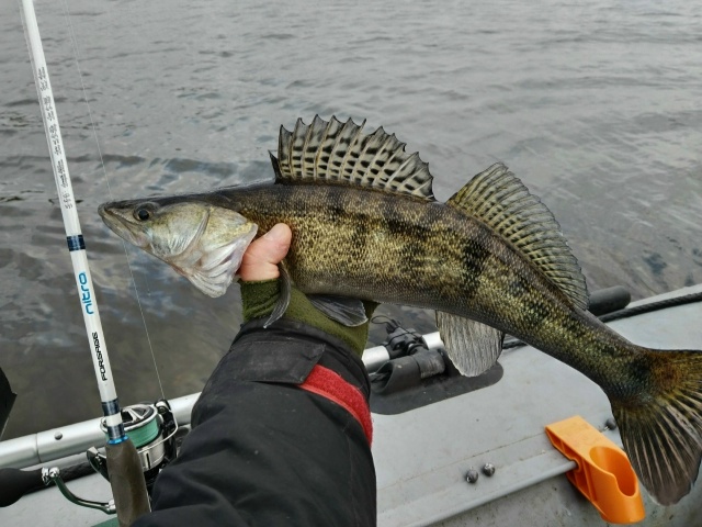 В эхолот щуку, стоящую рядом с белью, хорошо видно. Иногда она клюёт, но чаще нет. Из под бели также иногда поклёвывают судачки и крупные окуни. Календарная зима уже стартовала, но погода осенняя.