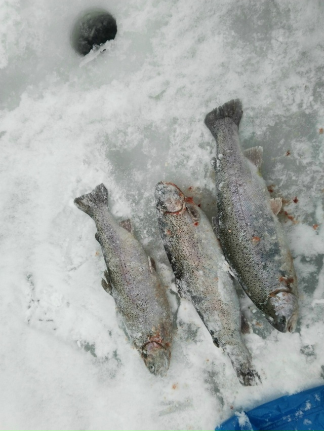 Половили на платнике форельку. 