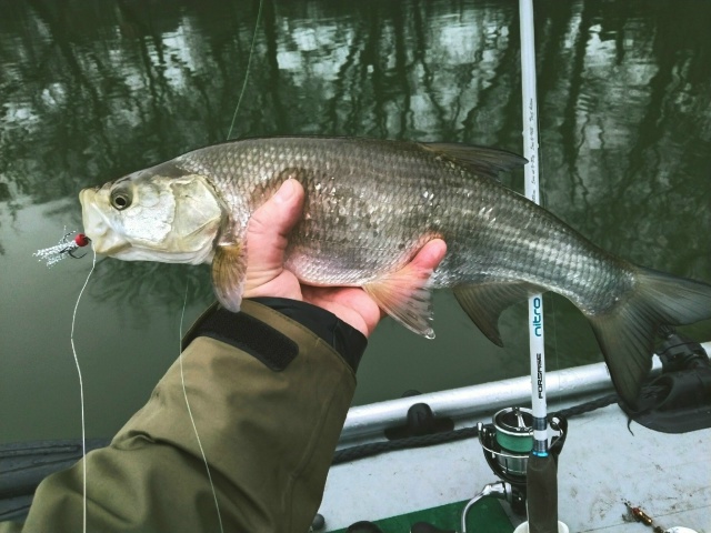 Прошло два дня мощнейшей, неистовой зимы! Две ночи с лютыми морозами — по 10 градусов))) И снова наступила оттепель. Полный штиль и +1 градус. Отличная погода для ловли на спиннинг. 