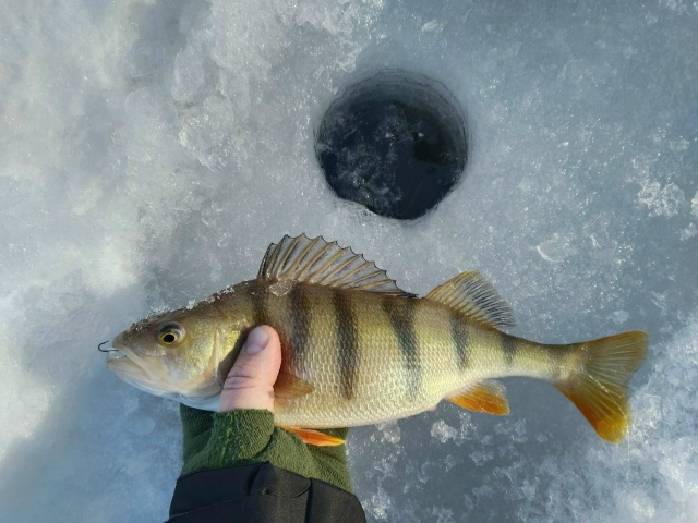 Очень бодрые речные окуни. Все поклёвки очень жадные, удочка из рук чуть ли не выскакивает. Балансир частенько был в шахте! 