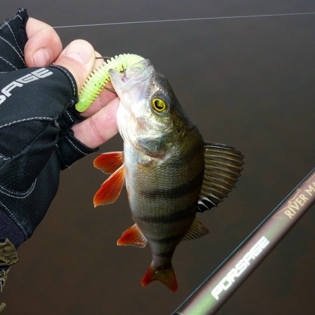 Keitech Swing Impact: поступила в продажу новая поставка силиконовых приманок.