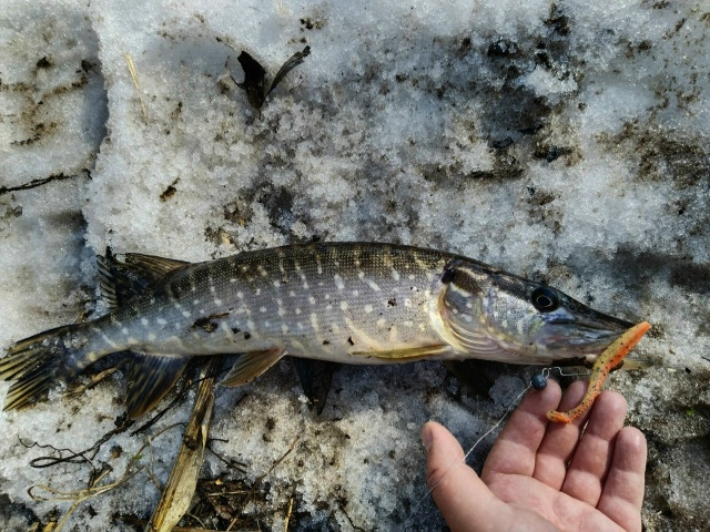 Снега в Орловской области ещё очень много. Ночью морозы, днём небольшой плюс. Половодки нет пока. Щука, как ни странно, не активна. Поклёвок мало. Попробовали половить на разных участках реки — результат слабый.