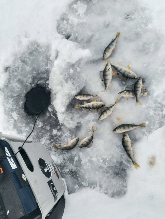 Сезон ловли со льда открыт. Черноземье, пруд. Ловля ведётся по руслу небольшого извилистого ручья. Глубина — 5–6 метров. По классике: на блесну — мельче, на балансир — покрупнее.