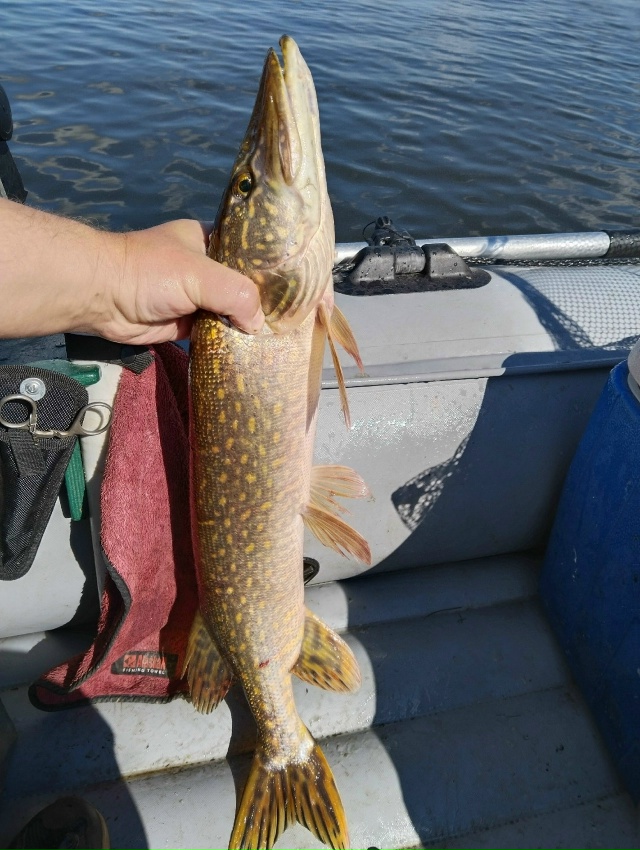 Начало октября. Бабье лето. Активность щуки резко возросла. Клевало жадно, много, и средне крупно. Погода была шикарная. Клевало круто с 14 до 17 часов. Иногда случались дуплеты!!