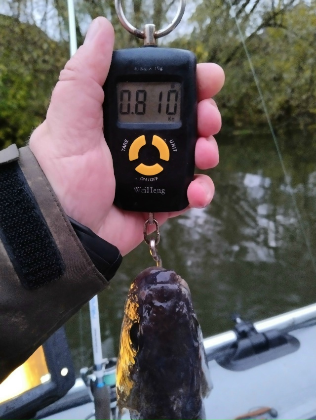 Вчера целый день шёл дождь. Рыбы поймано не много. Поклёвок мало. Но качество окуней просто зашкаливающее!!!