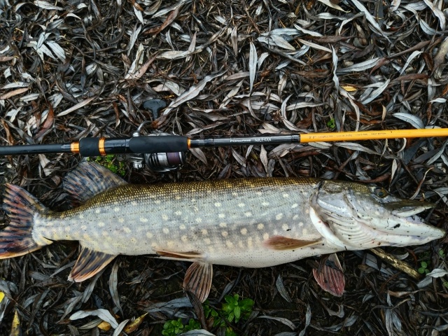 Словил парочку джиговых русловых щук. 1.5 и 3 кг 