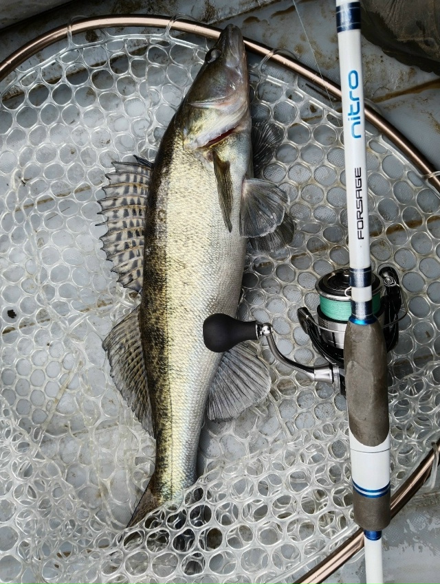 В эхолот щуку, стоящую рядом с белью, хорошо видно. Иногда она клюёт, но чаще нет. Из под бели также иногда поклёвывают судачки и крупные окуни. Календарная зима уже стартовала, но погода осенняя.