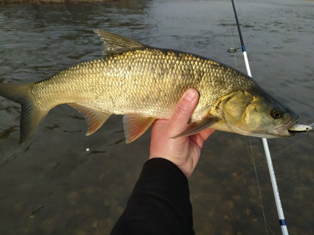 Один из лучших и стабильных воблеров для ловли жереха Zipbaits Rigge 56S