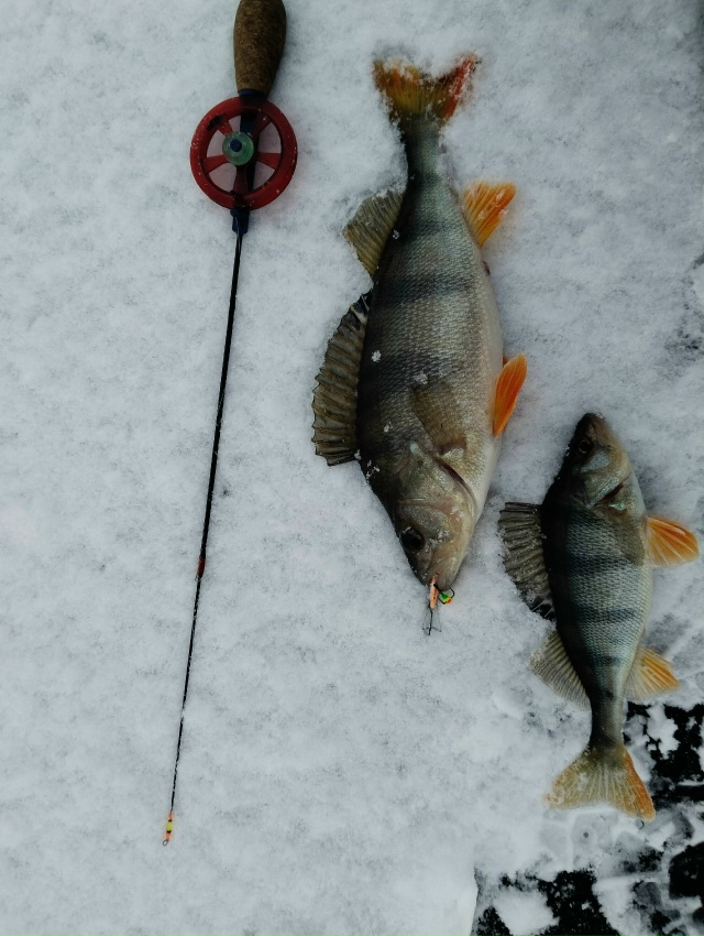 Сезон ловли со льда открыт. Черноземье, пруд. Ловля ведётся по руслу небольшого извилистого ручья. Глубина — 5–6 метров. По классике: на блесну — мельче, на балансир — покрупнее.