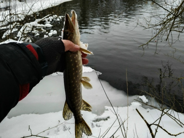 Первые спиннинговые рыбки. Шнурки активны. Крупняк пока спит. Снега море, дойти до лучших мест пока не реально.