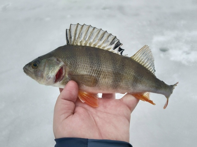 Сезон ловли в дырке закрыт! 