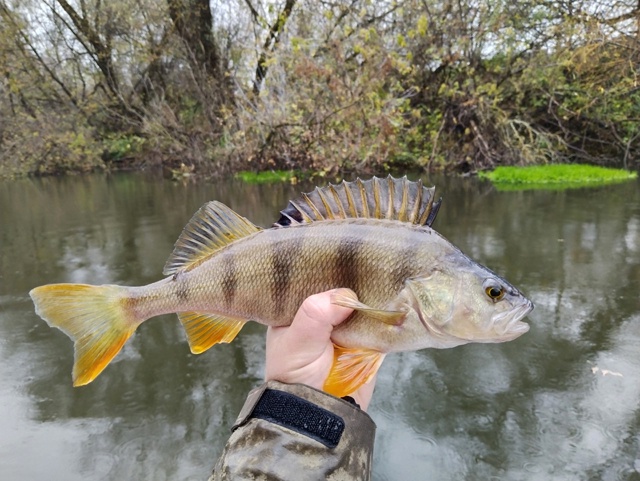 Вчера целый день шёл дождь. Рыбы поймано не много. Поклёвок мало. Но качество окуней просто зашкаливающее!!!