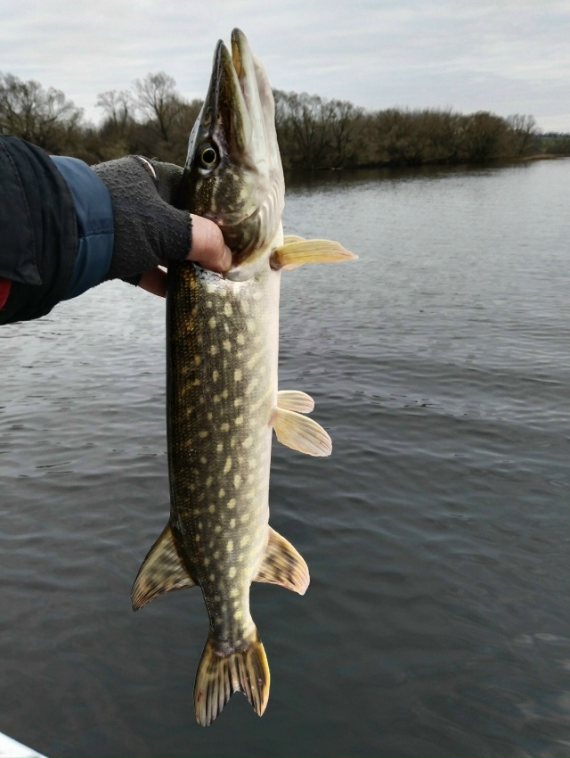 В эхолот щуку, стоящую рядом с белью, хорошо видно. Иногда она клюёт, но чаще нет. Из под бели также иногда поклёвывают судачки и крупные окуни. Календарная зима уже стартовала, но погода осенняя.