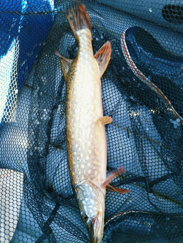 Начало октября. Бабье лето. Активность щуки резко возросла. Клевало жадно, много, и средне крупно. Погода была шикарная. Клевало круто с 14 до 17 часов. Иногда случались дуплеты!!