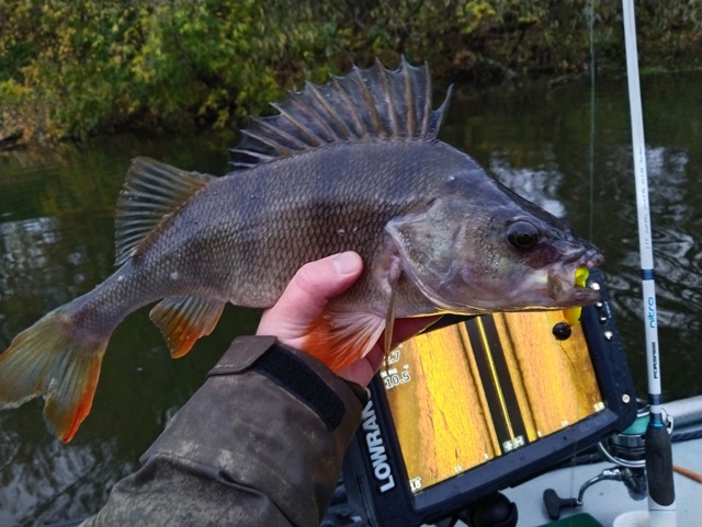 Вчера целый день шёл дождь. Рыбы поймано не много. Поклёвок мало. Но качество окуней просто зашкаливающее!!!