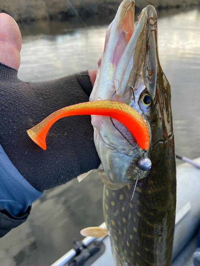 В эхолот щуку, стоящую рядом с белью, хорошо видно. Иногда она клюёт, но чаще нет. Из под бели также иногда поклёвывают судачки и крупные окуни. Календарная зима уже стартовала, но погода осенняя.