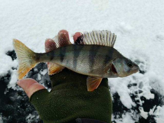 Сезон ловли со льда открыт. Черноземье, пруд. Ловля ведётся по руслу небольшого извилистого ручья. Глубина — 5–6 метров. По классике: на блесну — мельче, на балансир — покрупнее.