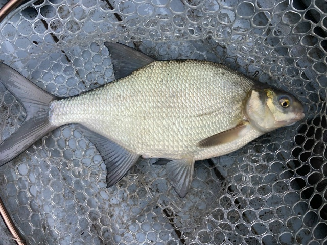 Прошло два дня мощнейшей, неистовой зимы! Две ночи с лютыми морозами — по 10 градусов))) И снова наступила оттепель. Полный штиль и +1 градус. Отличная погода для ловли на спиннинг. 