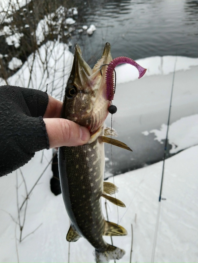 Первые спиннинговые рыбки. Шнурки активны. Крупняк пока спит. Снега море, дойти до лучших мест пока не реально.